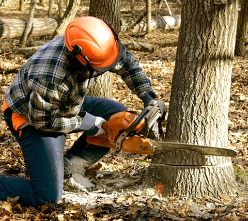 Tree Removal in Clinton, MI